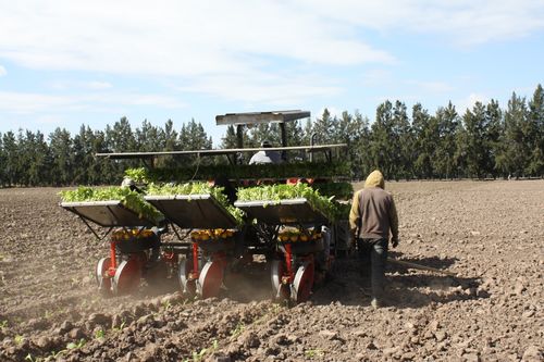 專項資金助力煙葉生產(chǎn)與飼料銷售，阿根廷農(nóng)業(yè)迎來新發(fā)展機(jī)遇